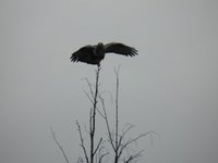 Fjellvåk (Buteo lagopus)