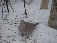 Tyrkerdue (Streptopelia decaocto)