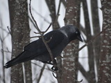 Kaie (Corvus monedula)