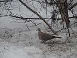 Tyrkerdue (Streptopelia decaocto)