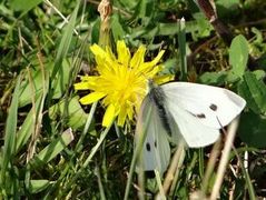 Stor kålsommerfugl (Pieris brassicae)