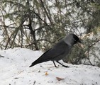 Kaie (Corvus monedula)