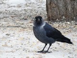 Kaie (Corvus monedula)