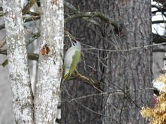 Gråspett (Picus canus)