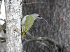 Gråspett (Picus canus)