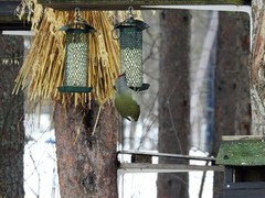 Gråspett (Picus canus)