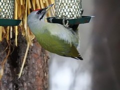 Gråspett (Picus canus)