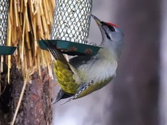 Gråspett (Picus canus)