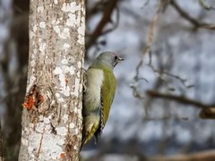 Gråspett (Picus canus)