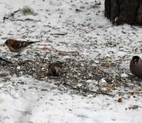 Brunsisik (Carduelis cabaret)