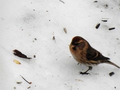 Brunsisik (Carduelis cabaret)