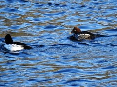 Kvinand (Bucephala clangula)