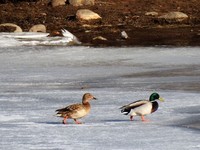 Stokkand (Anas platyrhynchos)