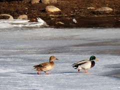 Stokkand (Anas platyrhynchos)