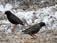 Stær (Sturnus vulgaris)