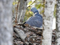 Ringdue (Columba palumbus)