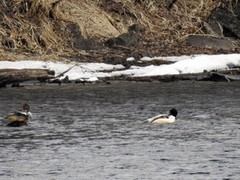 Laksand (Mergus merganser)