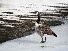 Kanadagås (Branta canadensis)