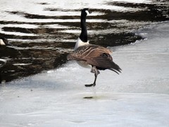 Kanadagås (Branta canadensis)