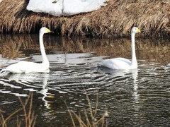 Sangsvane (Cygnus cygnus)