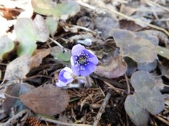 Blåveis (Hepatica nobilis)