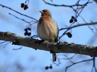 Bokfink (Fringilla coelebs)