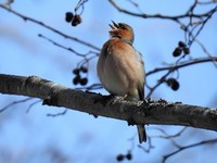 Bokfink (Fringilla coelebs)