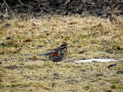 Rødvingetrost (Turdus iliacus)