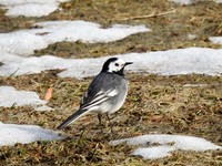 Linerle (Motacilla alba)