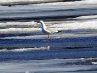 Gråmåke (Larus argentatus)