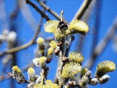 Humler (Bombus)