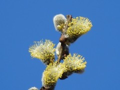 Selje (Salix caprea)