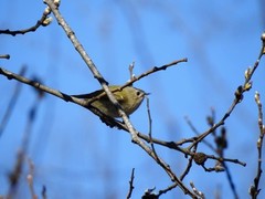 Fuglekonge (Regulus regulus)