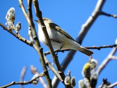 Gransanger (Phylloscopus collybita)