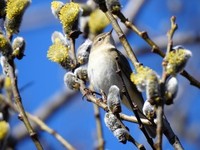 Gransanger (Phylloscopus collybita)