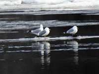 Fiskemåke (Larus canus)