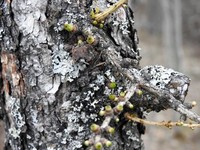 Europalerk (Larix decidua)