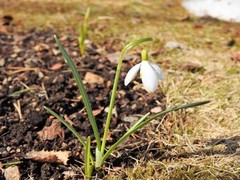 Snøklokke (Galanthus nivalis)