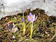 Krokusslekta (Crocus)