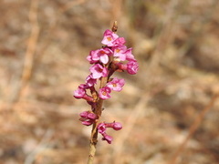 Tysbast (Daphne mezereum)