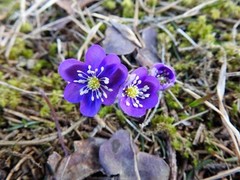 Blåveis (Hepatica nobilis)