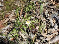 Hvitveis (Anemone nemorosa)