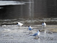 Hettemåke (Chroicocephalus ridibundus)