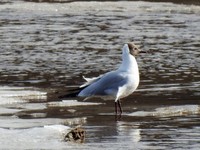 Hettemåke (Chroicocephalus ridibundus)