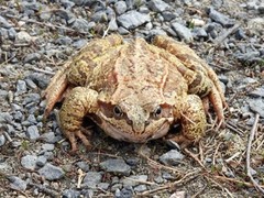 Padde (Bufo bufo)