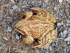 Padde (Bufo bufo)