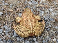 Padde (Bufo bufo)