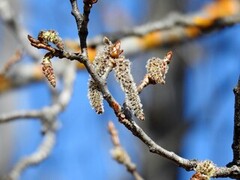 Osp (Populus tremula)