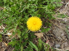 Løvetannslekta (Taraxacum)