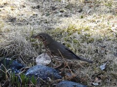 Måltrost (Turdus philomelos)